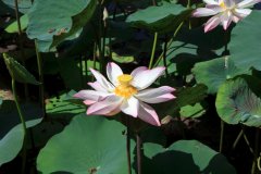 02-Lotus flower